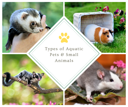 Types of Aquatic Pets & Small Animals