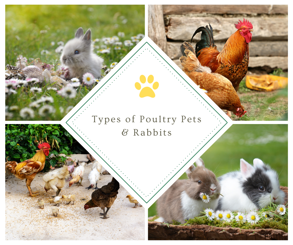 Types of Poultry Pets & Rabbits