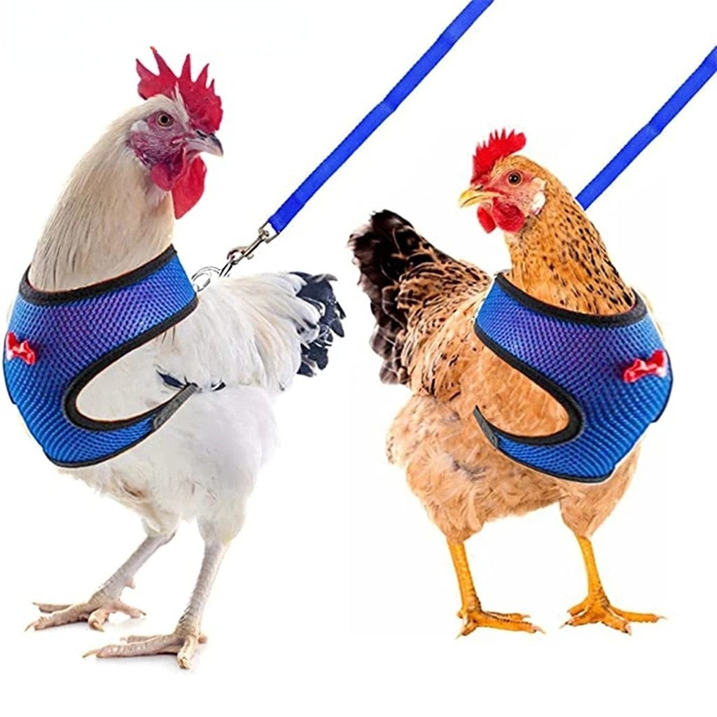 Pet Poultry Harness