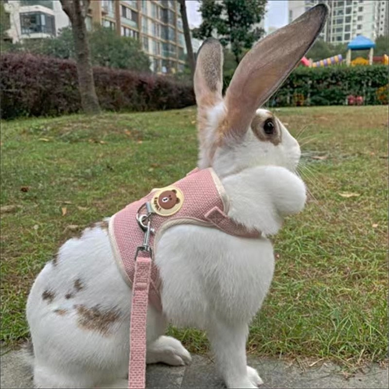 Cute Pet Harness & Leash Set