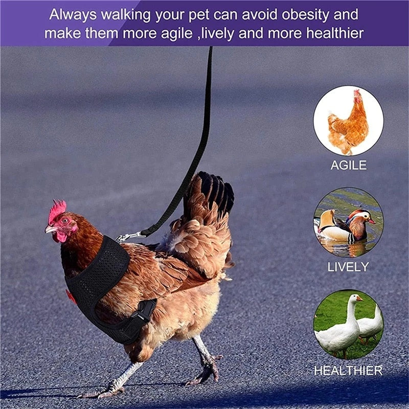 Pet Poultry Harness