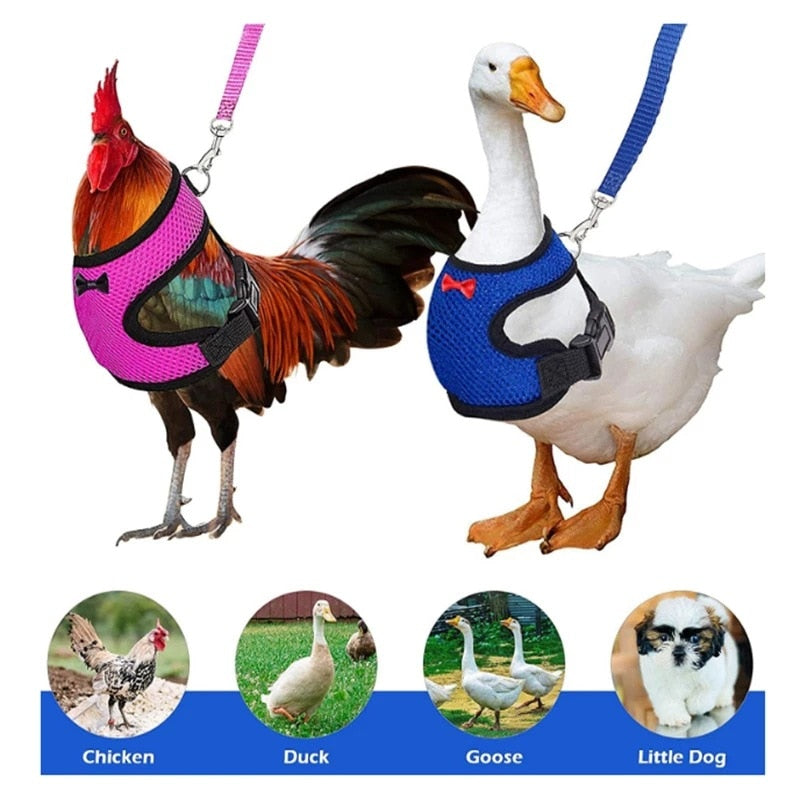 Pet Poultry Harness