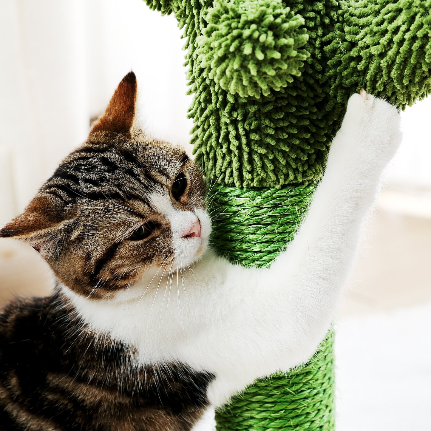 Scratching Climbing Tree Post with ball