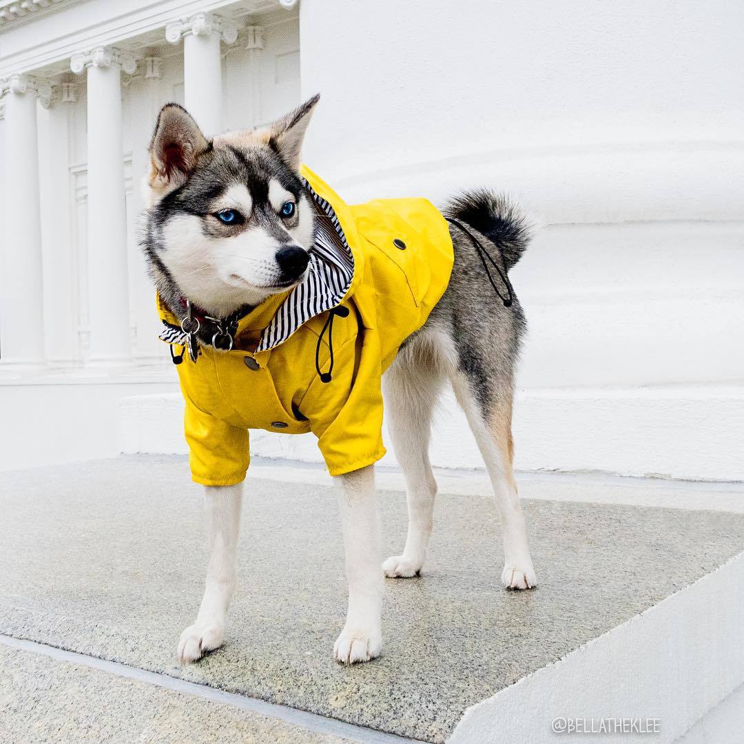 Waterproof Pet Jacket f