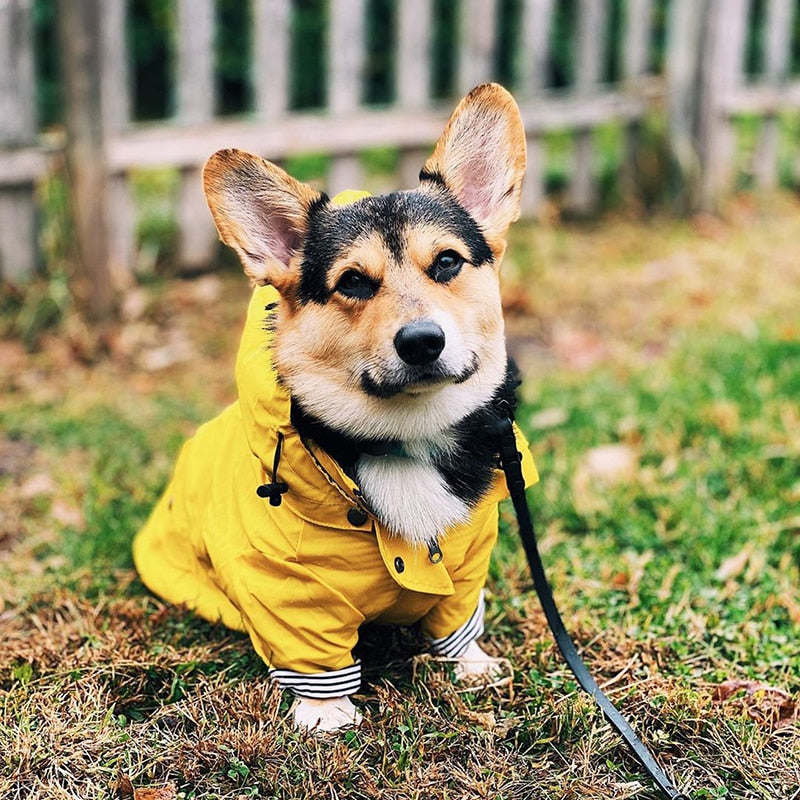 Waterproof Pet Jacket f