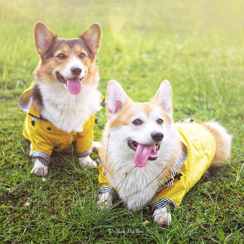 Waterproof Pet Jacket f