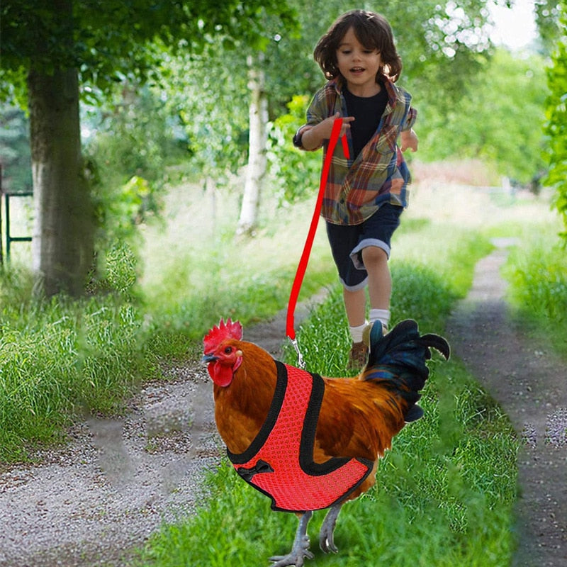 Pet Poultry Harness