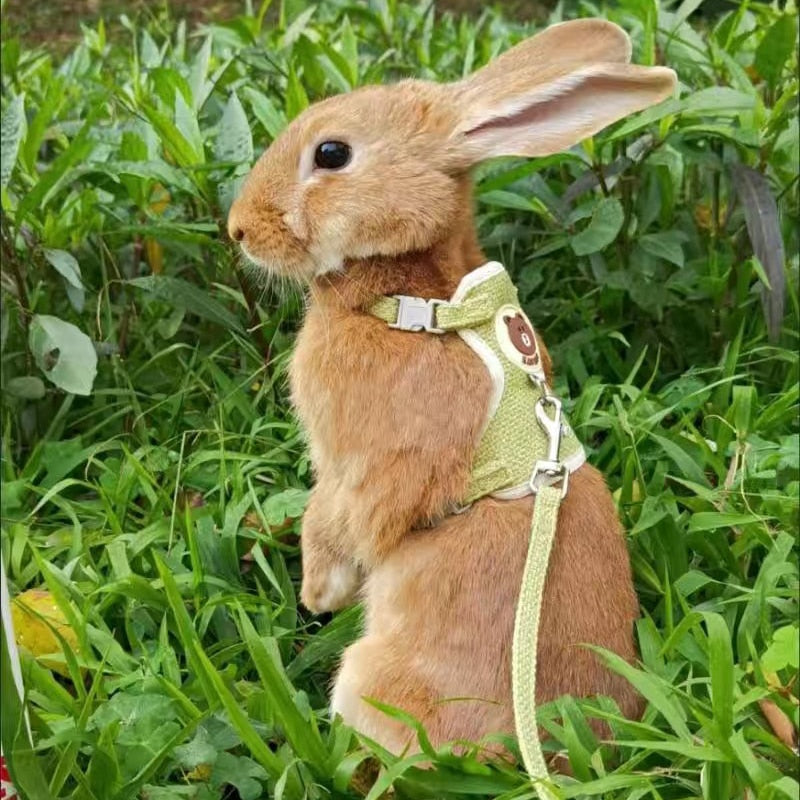 Cute Pet Harness & Leash Set